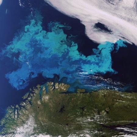 Au Cap Nord,&nbsp; les algues planctoniques prolifèrent à la belle saison.&nbsp;