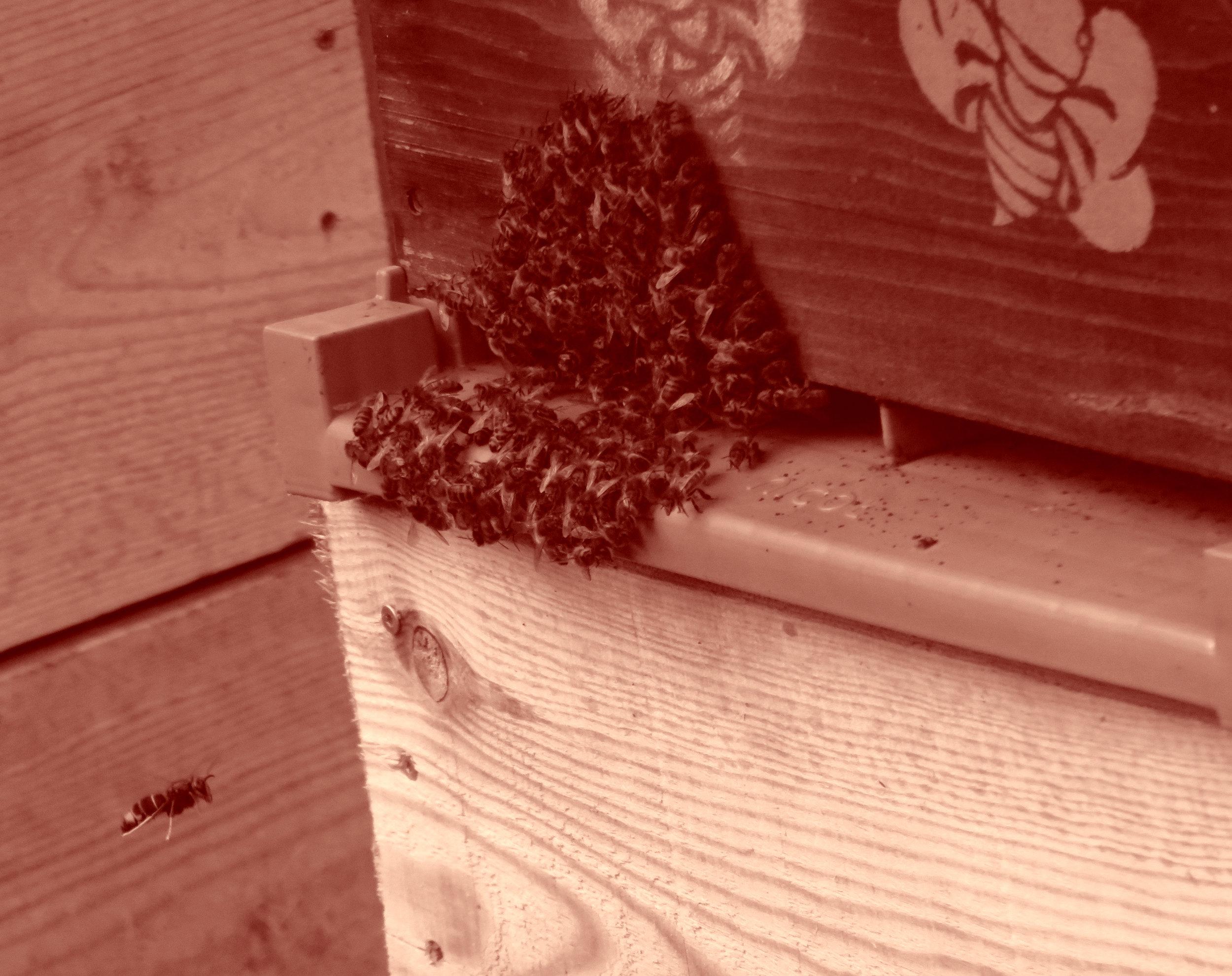 Frelon en vol stationnaire à l'entrée de la ruche. Les abeilles se regroupent en face du prédateur.