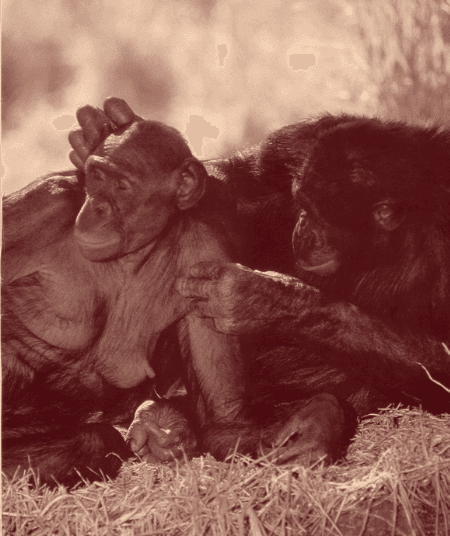 Partage bonobo