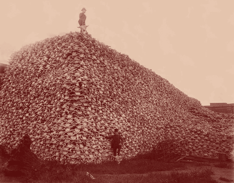Tas de squelettes de têtes de bisons tirés par les envahisseurs blancs. Seule la peau était utilisée pour l'industrie des courroies.
