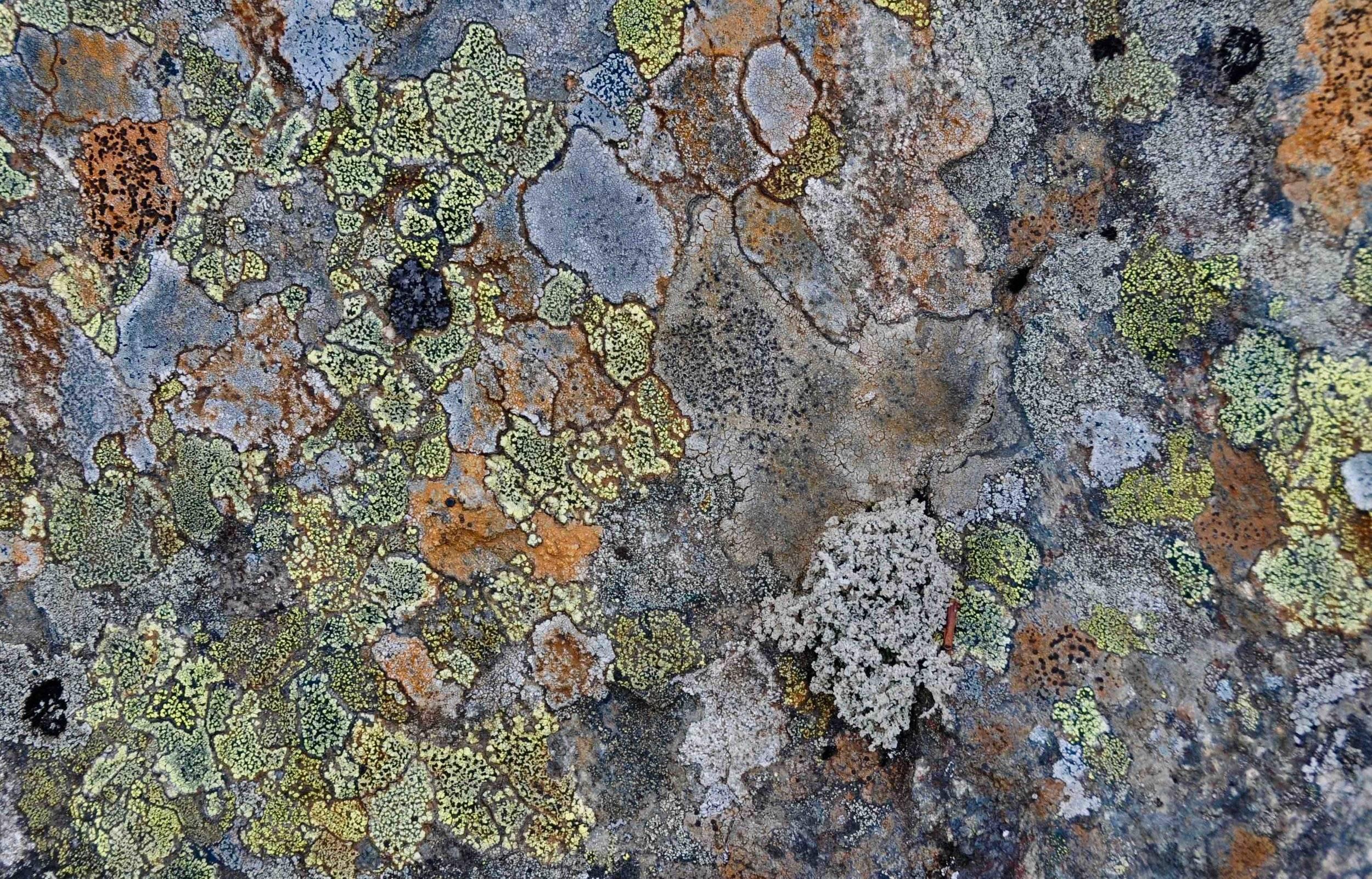 Frontières. Il y a un lichen foliacé (de feuille) gris parmi les crustacés.