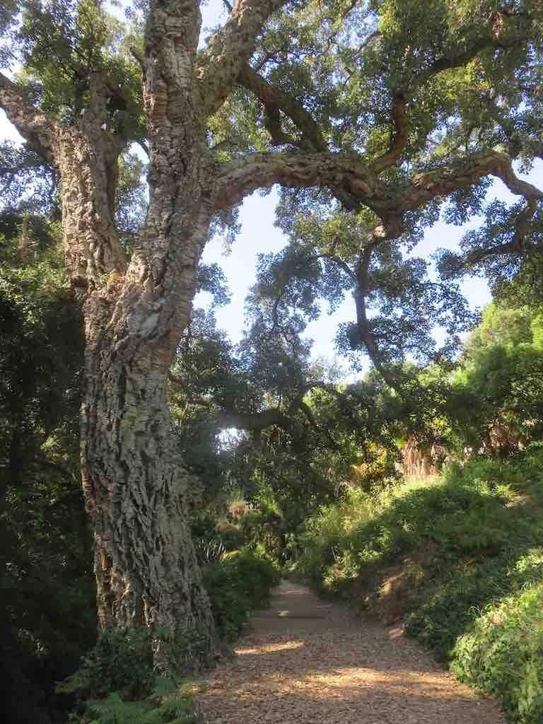 Ce chêne liège, auguste vieillard de plus de deux cent ans. Cette espèce résiste au feu.