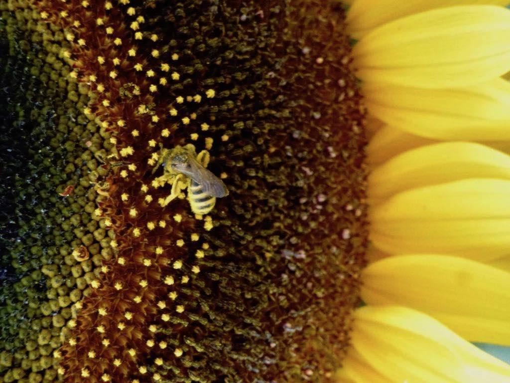 Le tournesol, bien aimé des abeilles, s’oriente, quand il est jeune, en fonction des rayons solaires.