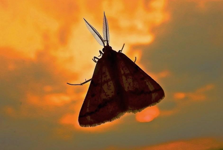 Papillon sur vitre du soir. Grosses antennes, pour y sentir clair la nuit.