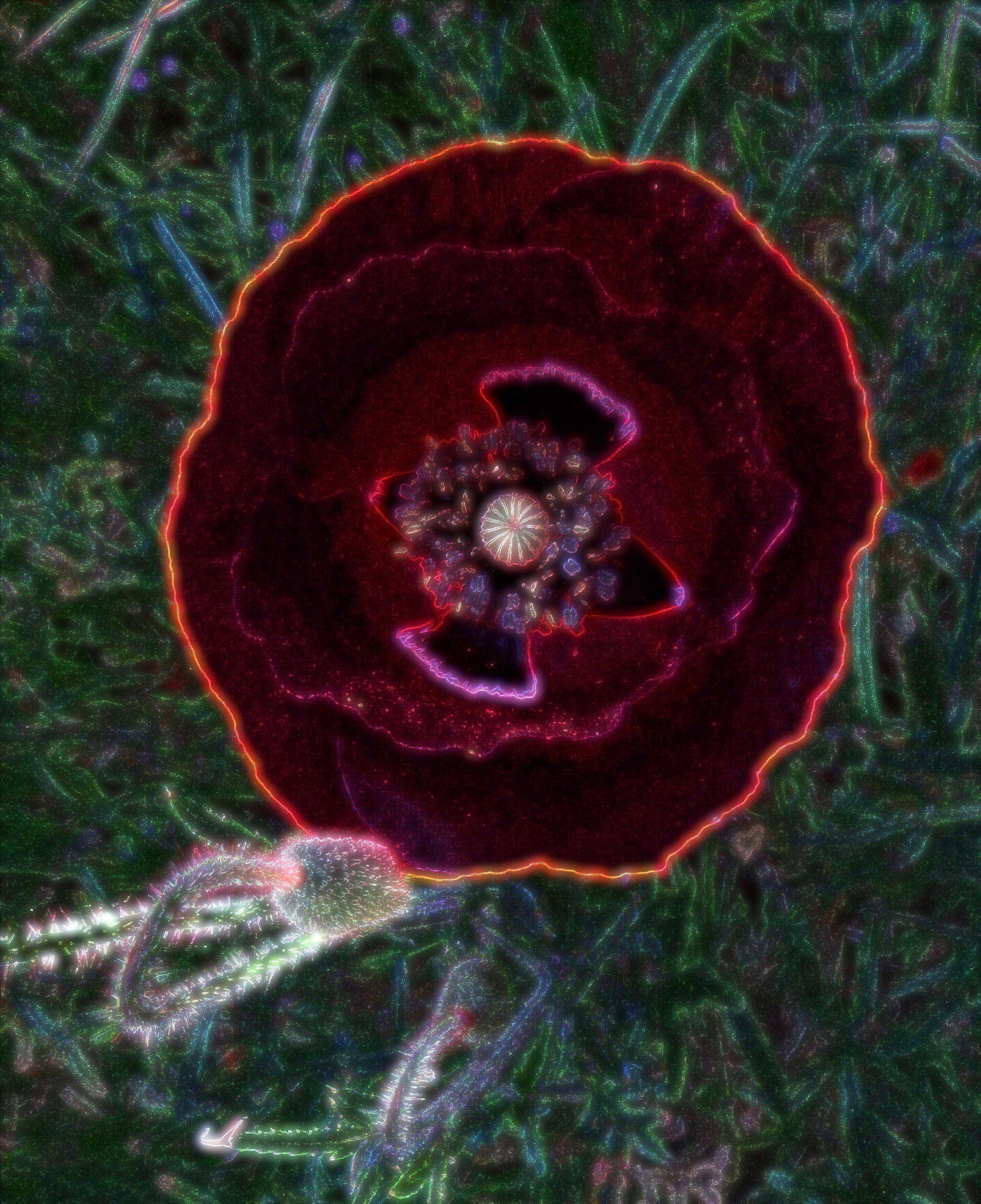 Fleur d’ordinateur Papaver rhoeas ordinati