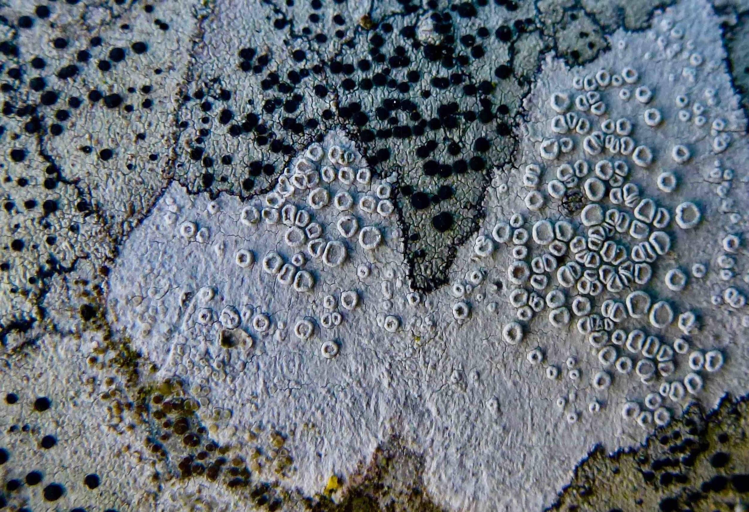Lichen crustacé (c’est le mot !!) sur écorce de noyer