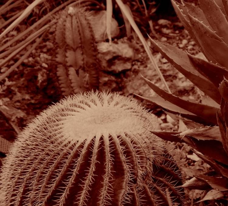 Cet Echinocactus, appelé familièrement "le coussin de &nbsp;belle mère" est la victime d'une compétition entre épineux. Le coussin en est tout déformé à droite.