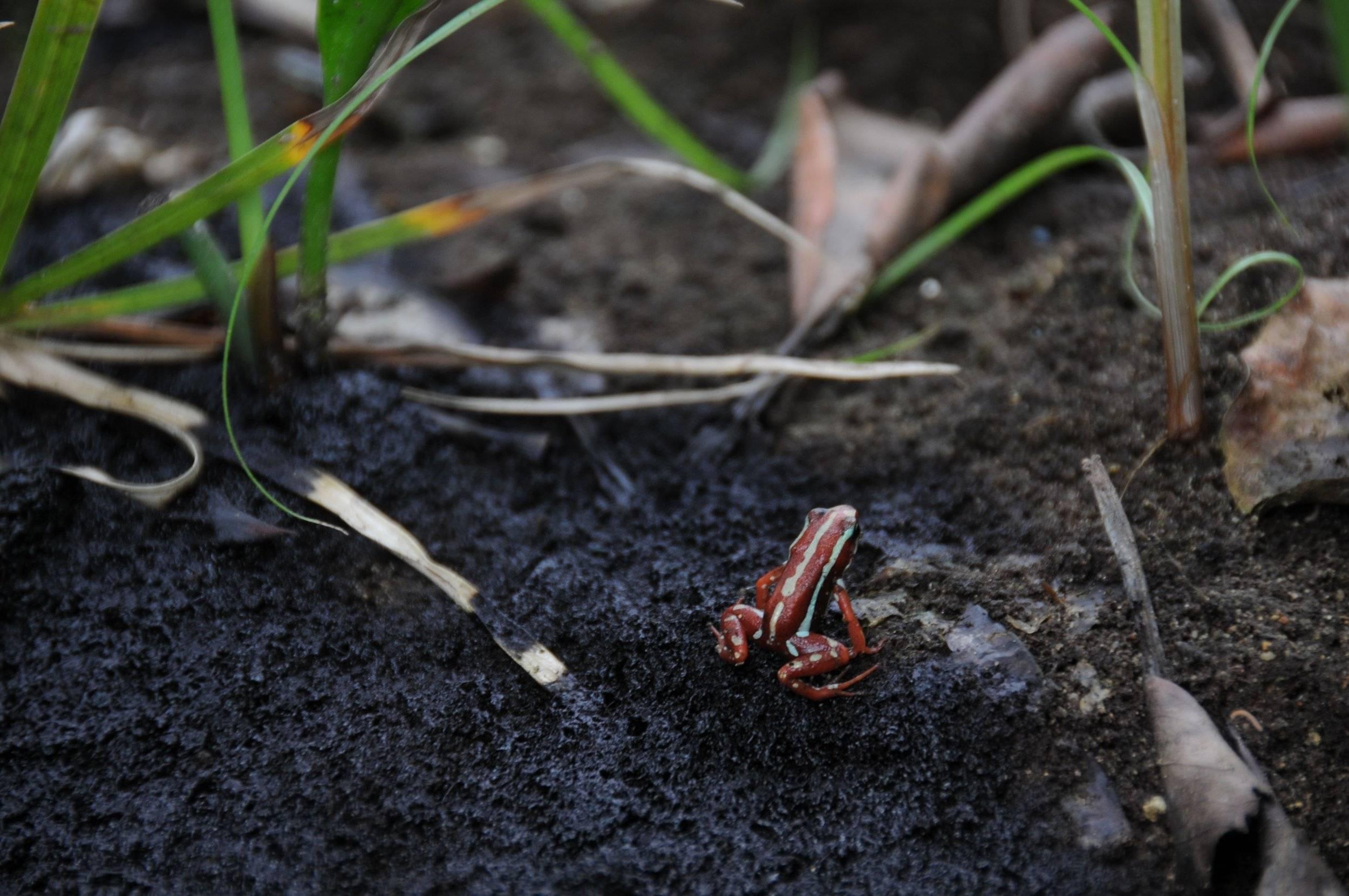 Les couleurs vives sont associées à la toxicité de ces petites grenouilles immangeables.
