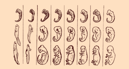 Haeckel, un médecin, libre penseur allemand du XIX ième siècle range les différents stades embryonnaires des grands embranchements. Embryons classés, par ordre d'apparition sur notre planète : poisson, grenouille,tortue,oiseau,vache,singe, homme. C'…