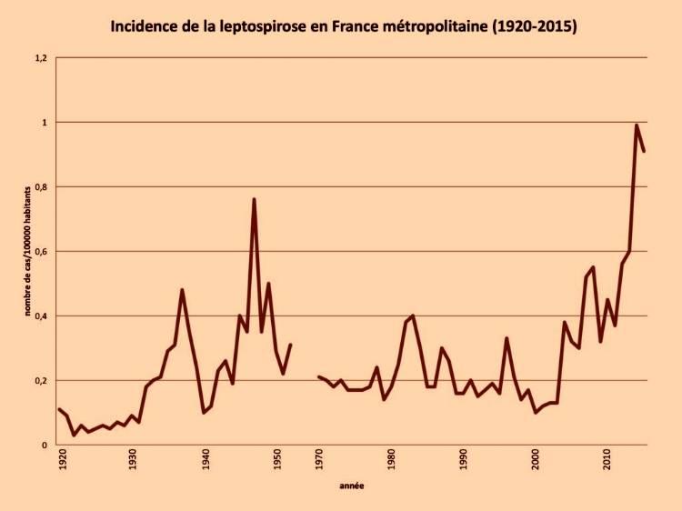 Les cas de leptospirose humaine, la maladie des rats, sont en augmentation. Document de l'Institut Pasteur. L’incidence de la maladie au cours des deux dernières années a atteint 1 cas pour 100 000 habitants, incidence la plus élevée depuis 192…