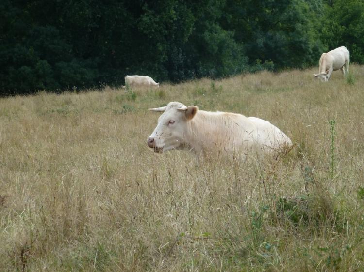 J'aime les vaches, leur odeur, leur impassibilité, leur chaleur. Elles ont des grandes vertus calmantes, rassurantes. Je comprends les égyptiens qui en avaient fait une déesse des plus importantes, à leur firmament : Hathor se dessine dans le ciel, …