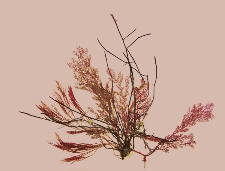Bouquet rouge