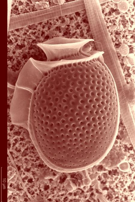 Le Dinophysis, Photo IFREMER