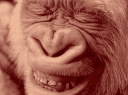 Sourire gorille