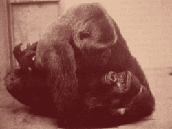 Coït de gorille in zoo
