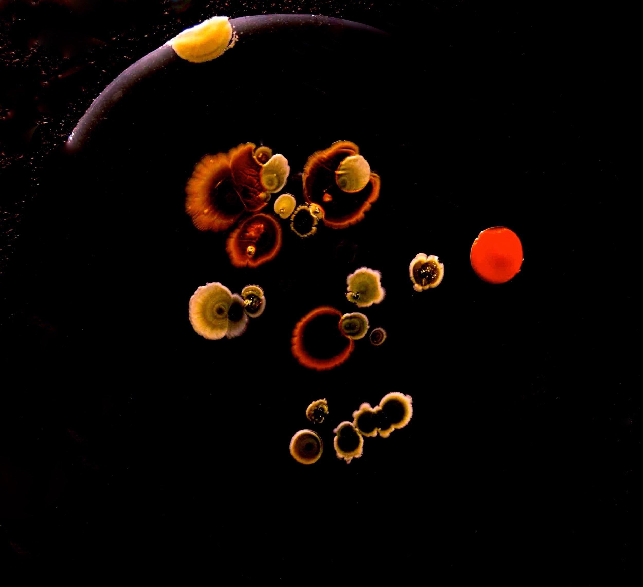 Colonies bactériennes sur gélose