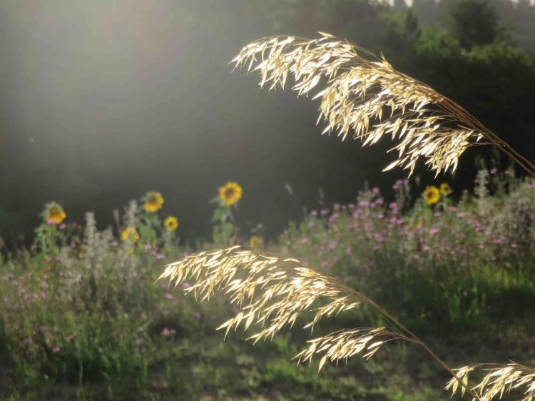 Les grandes ballades nature sont suivies de papouilles inspectrices