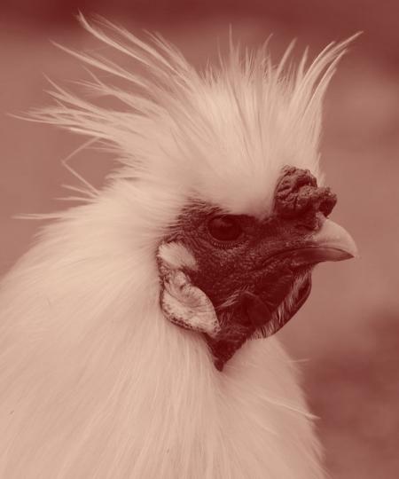 Poule punk