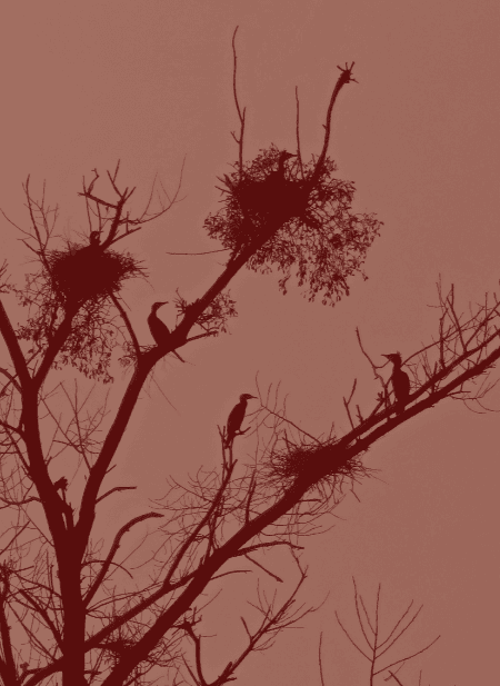 Les cormorans nichent en familles 