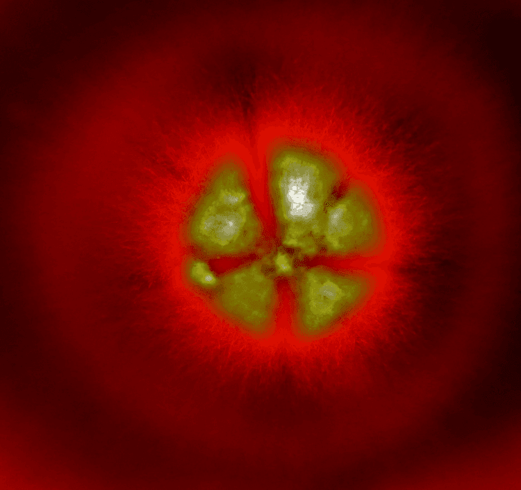 Trichophyton, de revers rouge.