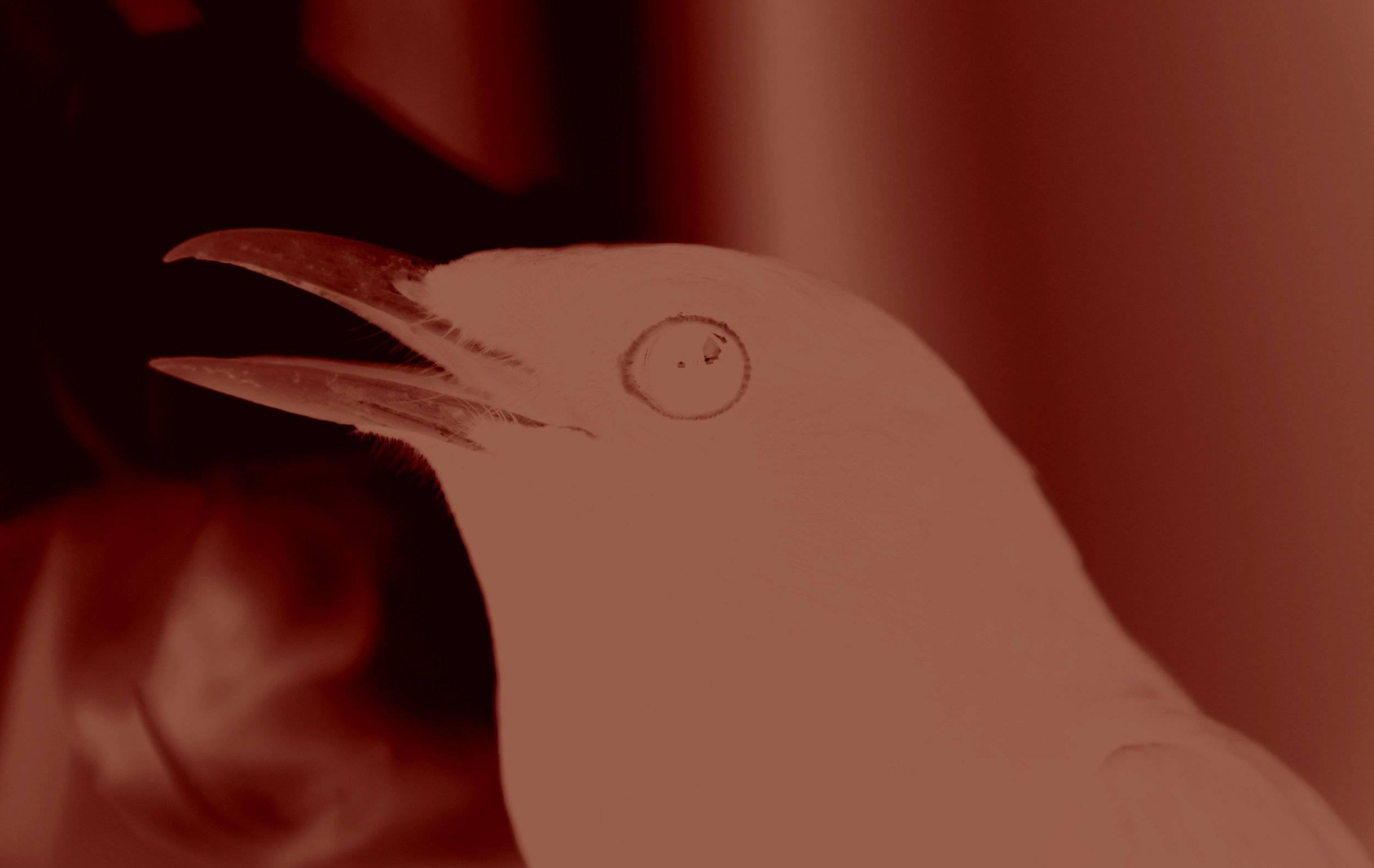 Chante toujours beau merle, t’auras une belle cage !