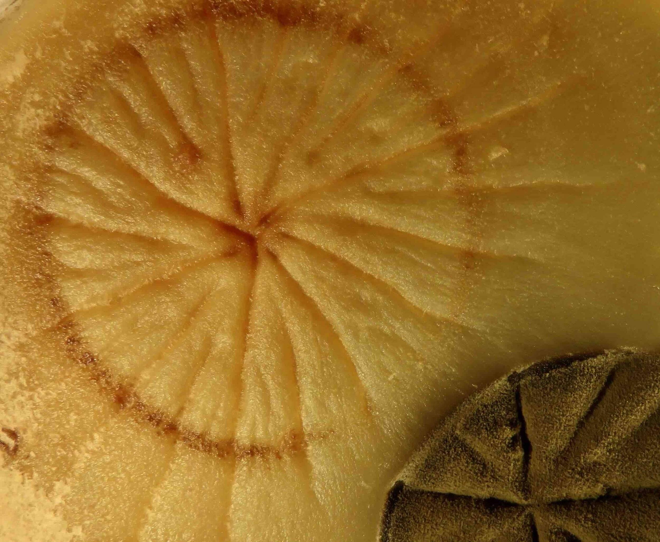 Champignons divers en culture