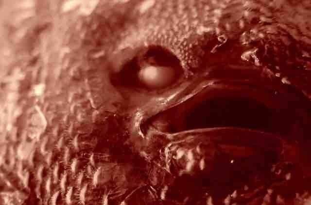 Le turbot a deux yeux différents, mais un seul regard
