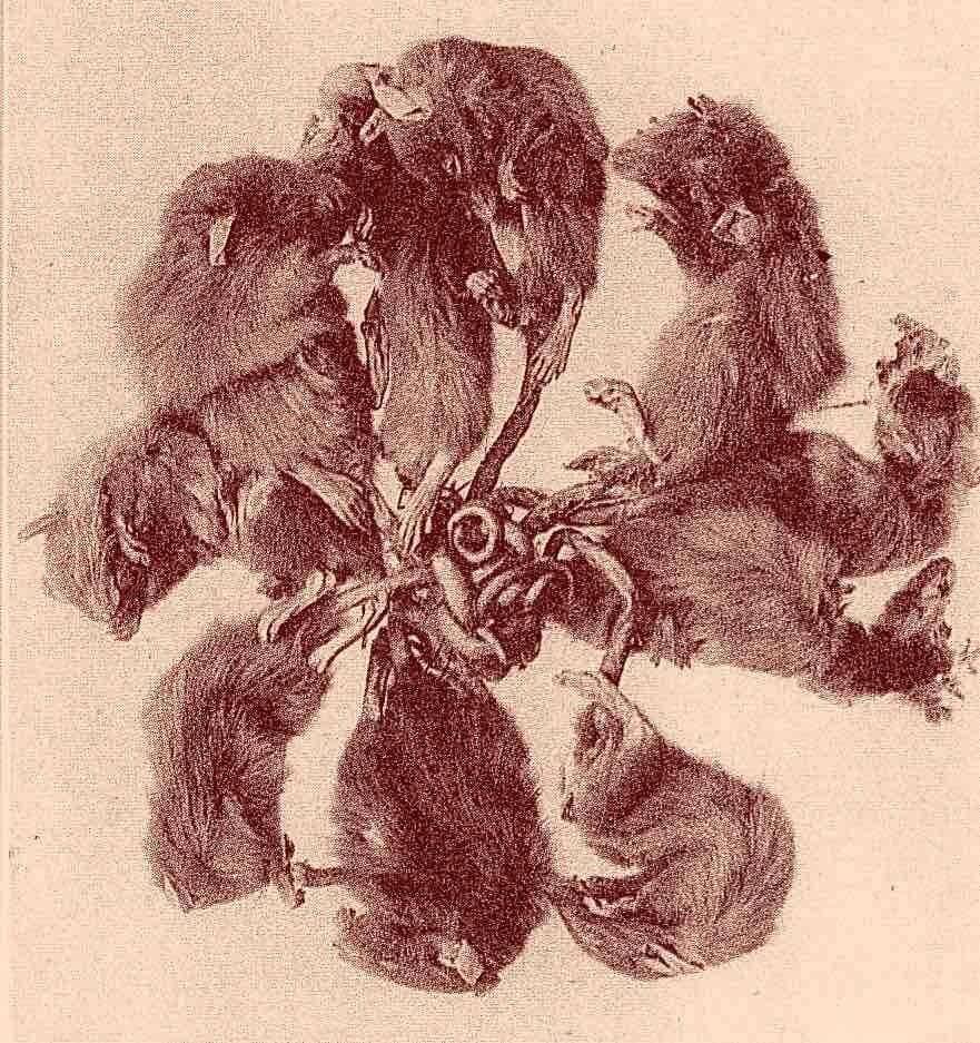 Roi des rats001.jpg Guy  Grandjean