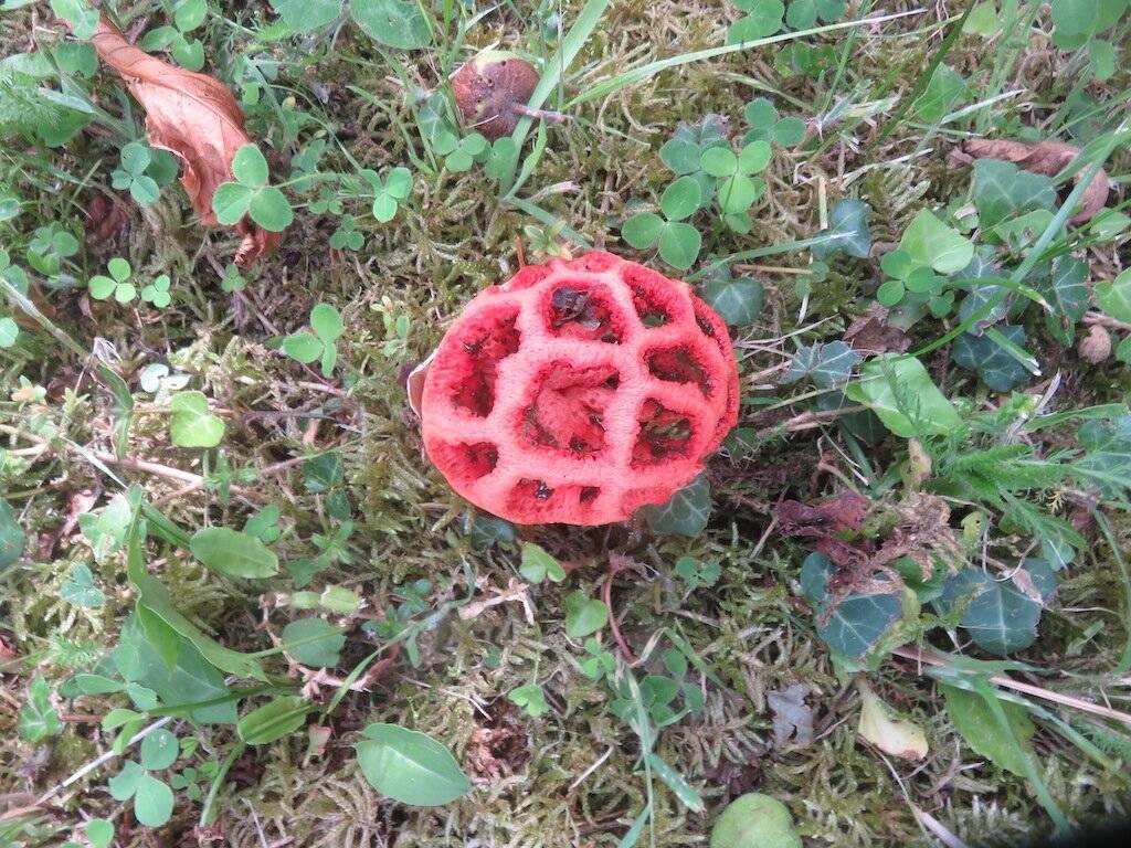 Un coeur de sorcière