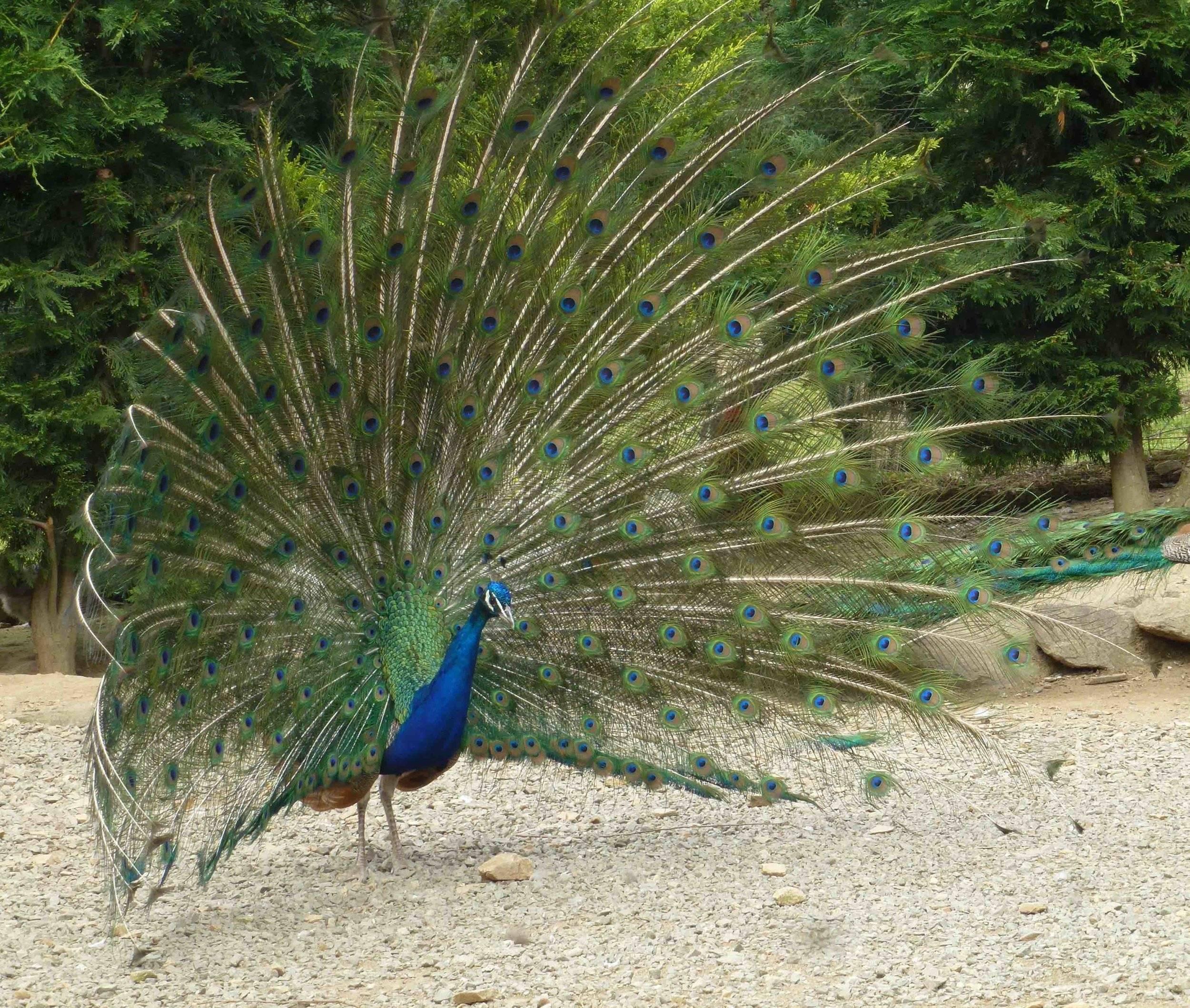 paon.jpg guy grandjean
