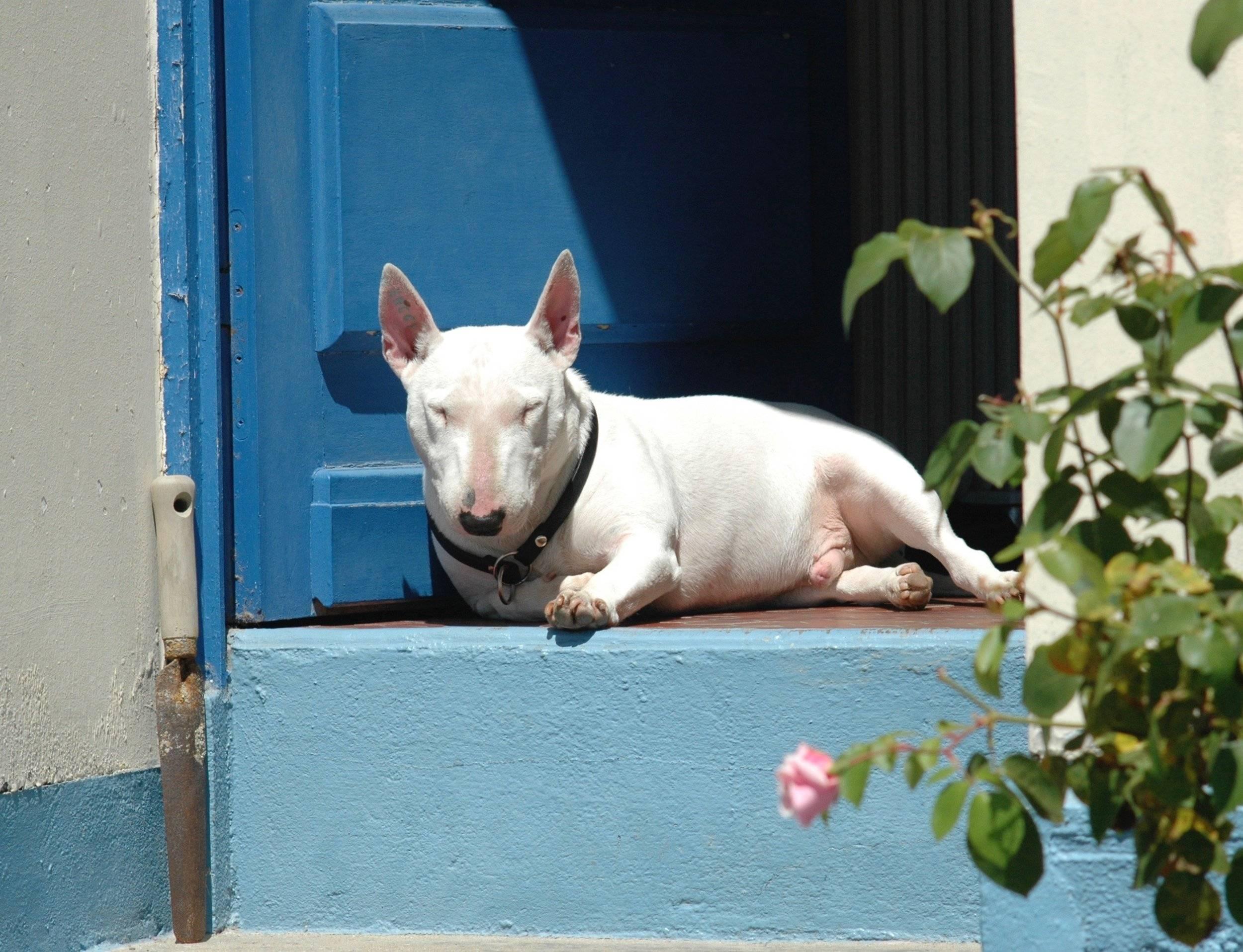 Chien sur pas ensoleillé.