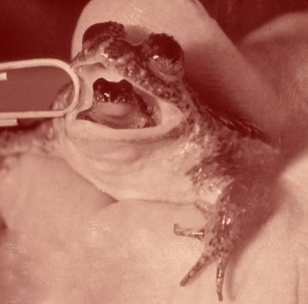 Comme toutes les mamans du monde, les grenouilles rivalisent d'ingéniosité pour protéger leurs rejetons. Cette espèce se prive de nourriture quelques semaines, pour une gestation "longue en bouche".