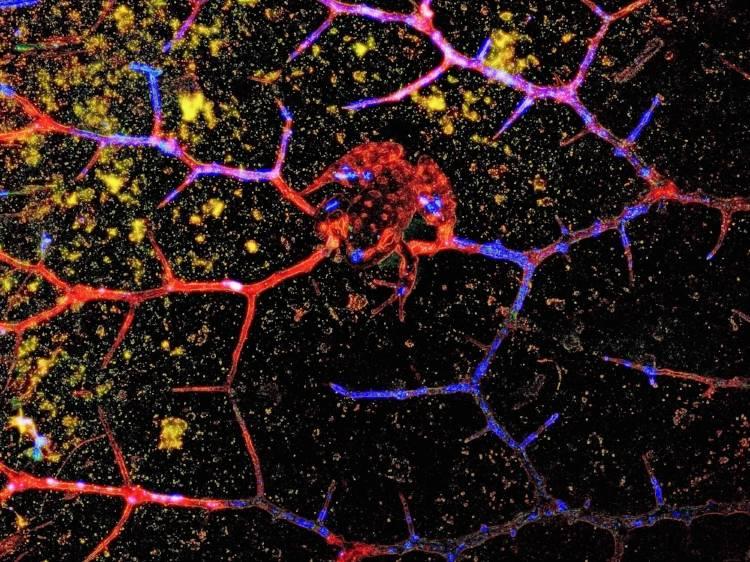 La constellation de la grenouille, dans le ciel des animaux disparus