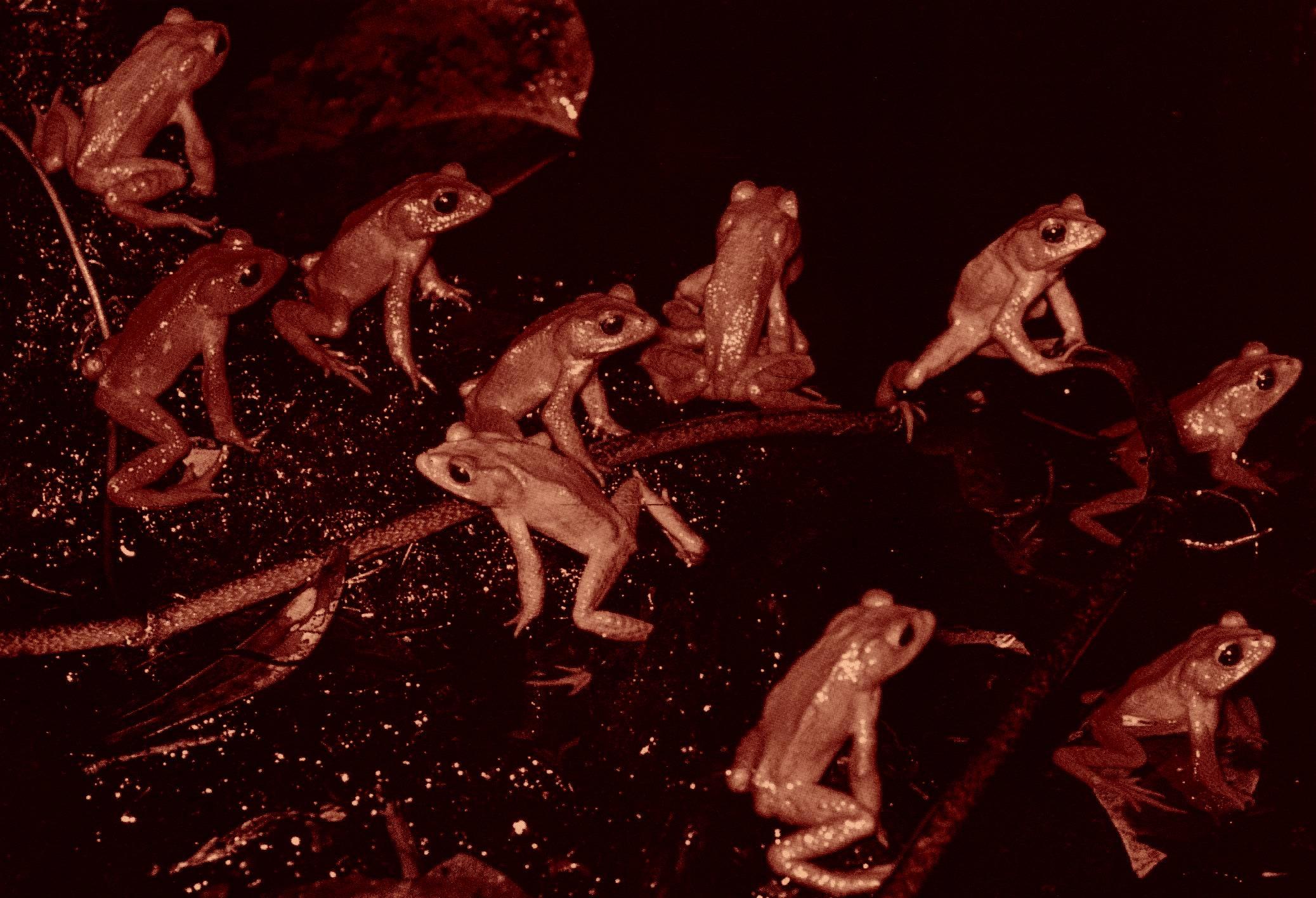 Ultime photo d'une espèce disparue