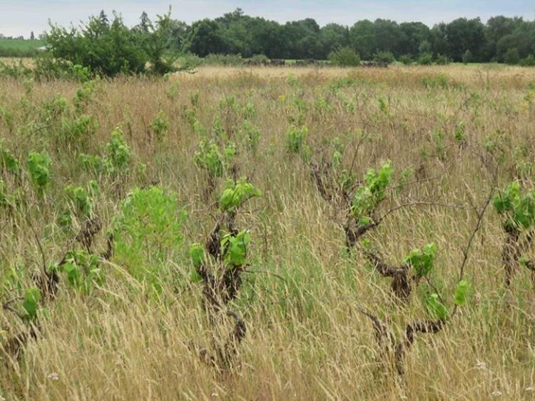 Vignes non désherbées: elles deviennent minables très rapidement, victimes de la compétition verte.