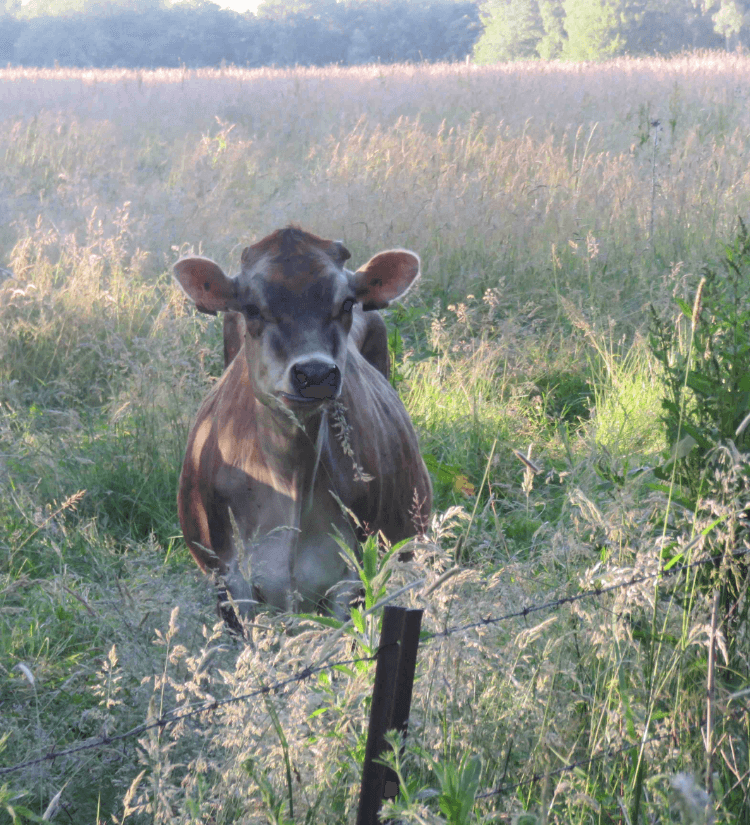 Vache Gersiaise jolie