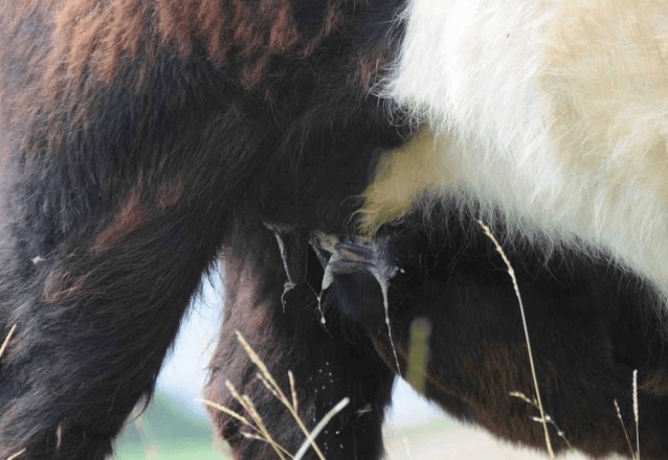 Veau Galloway têtant : sa langue est rose et noire
