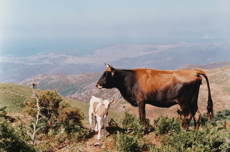 Vache corse