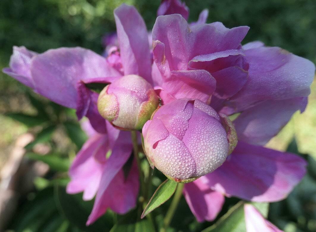 Encore plus joli : de la physique et de la pivoine.