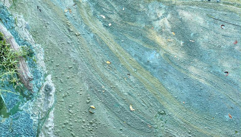 Algues bleues dites cyanophytes