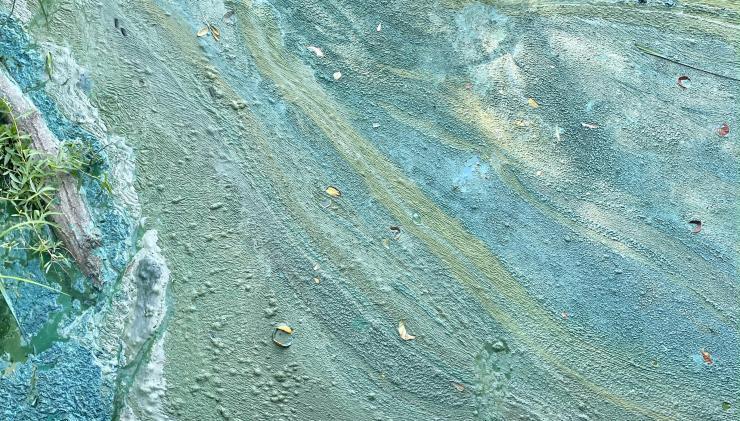 Algues bleues dites cyanophytes