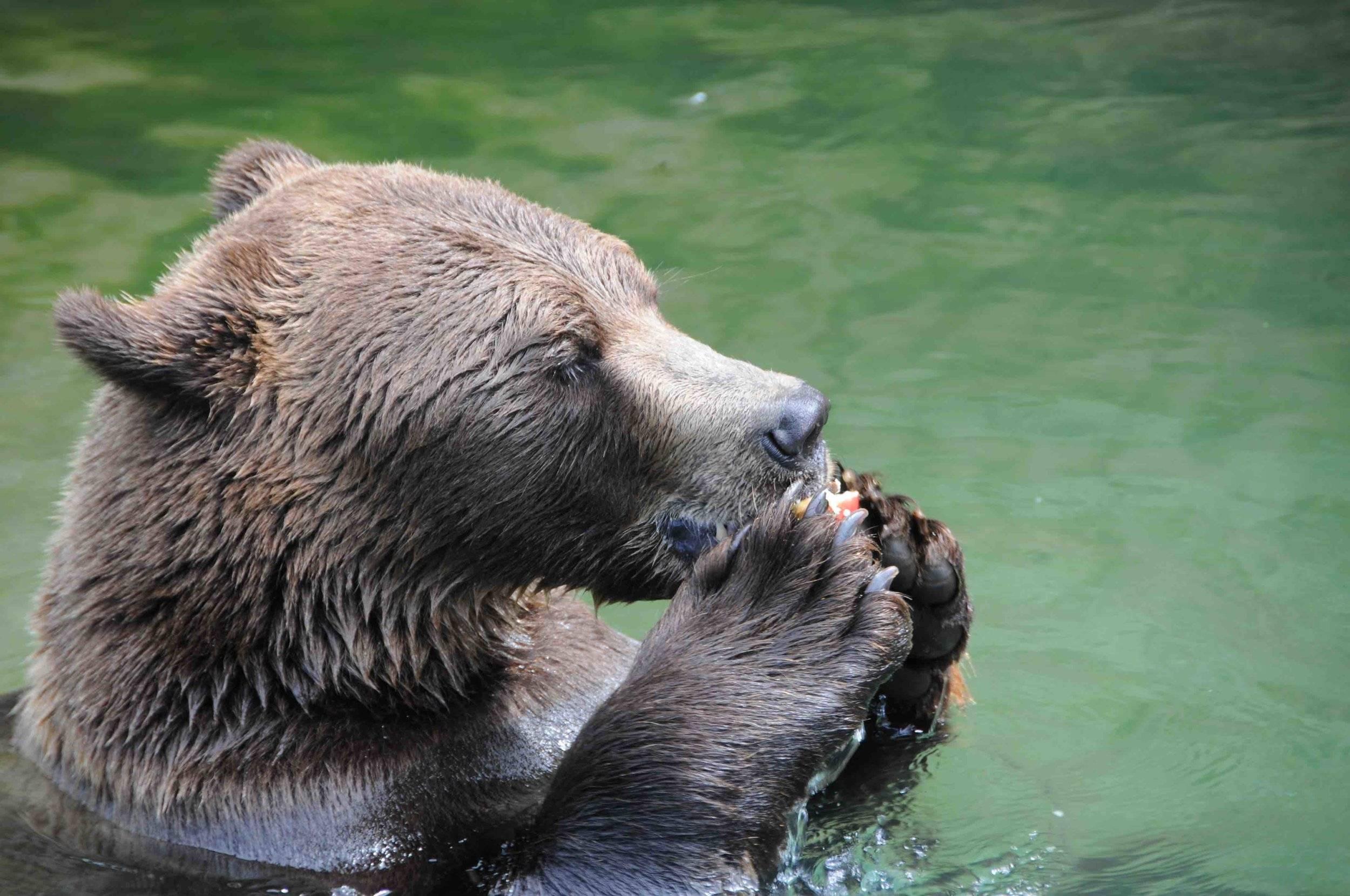 Ours croquant la pomme.